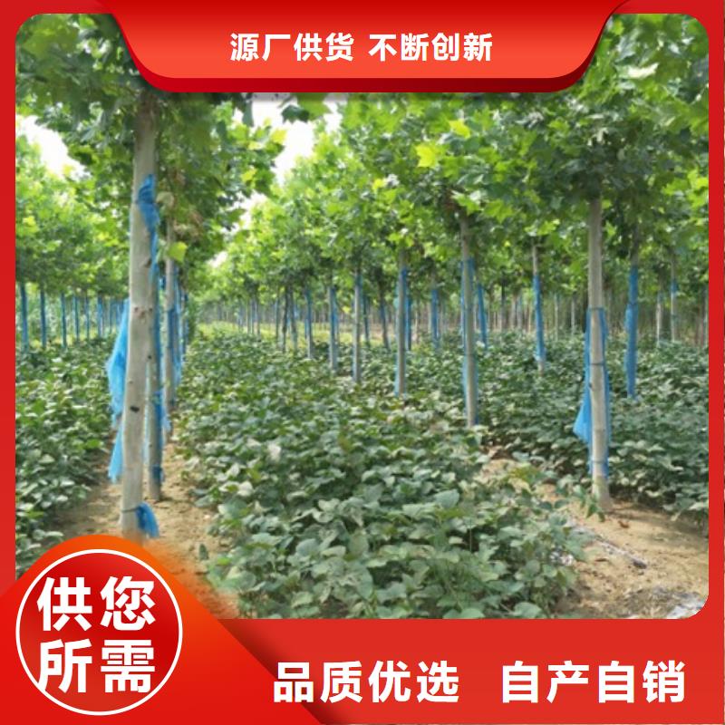 法桐企业-可接大单