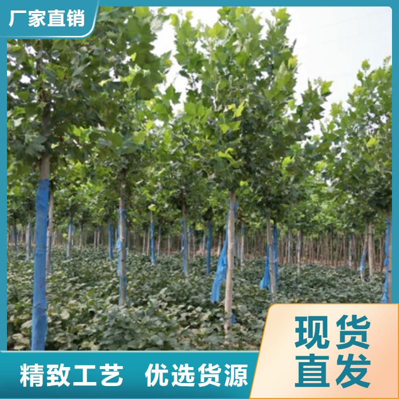 规格齐全的法桐生产厂家