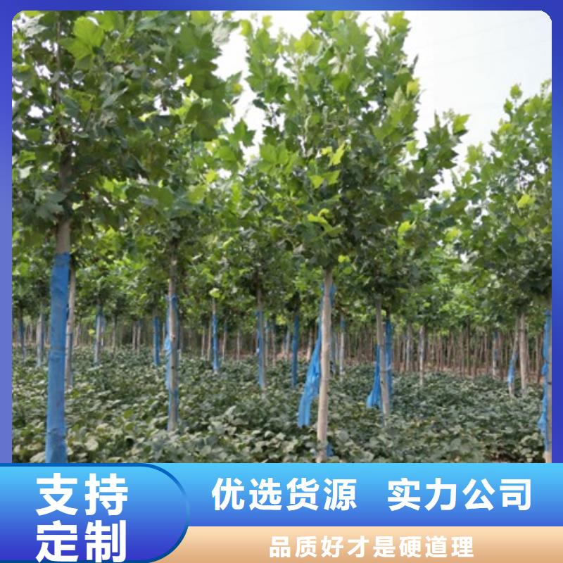 出货快的法桐厂家