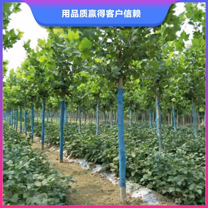 法桐厂家现货直销