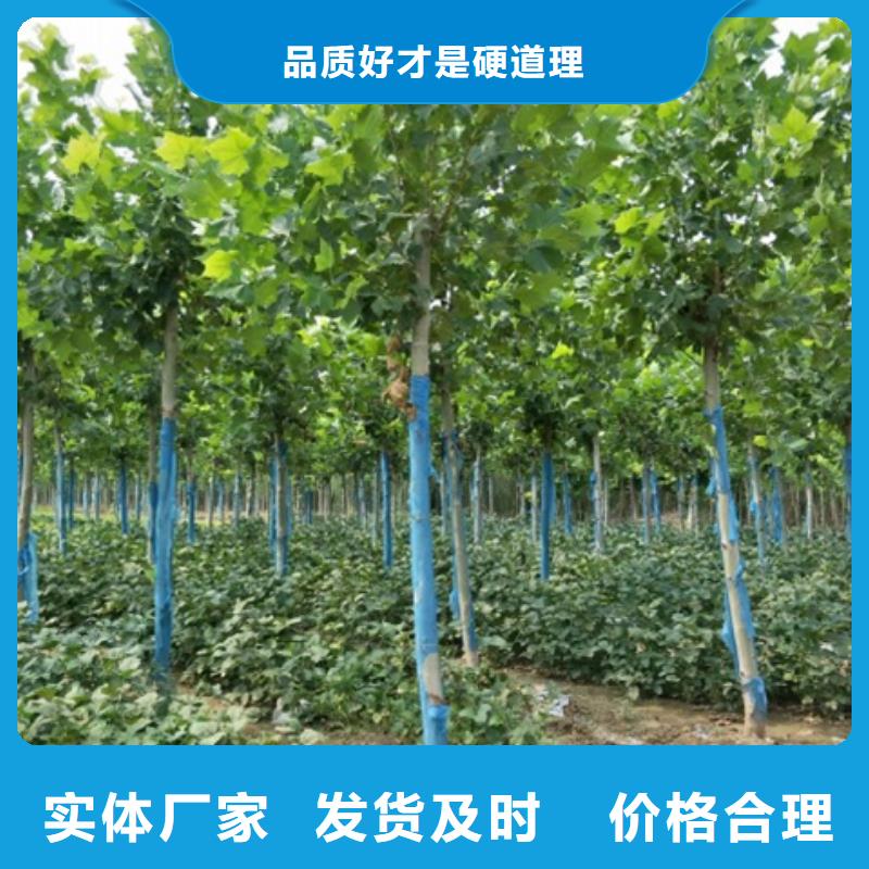 定制法桐厂家