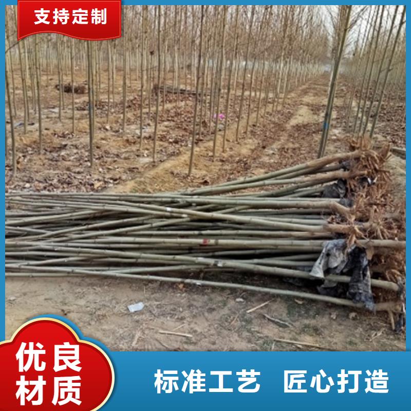 出货快的法桐厂家