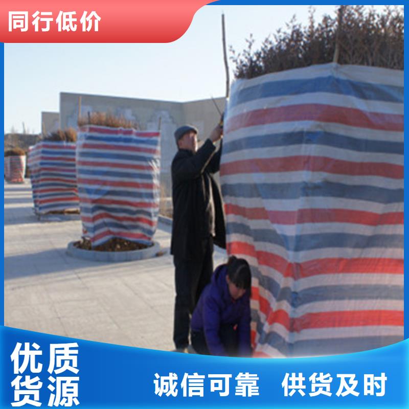 生產彩條布_精選廠家