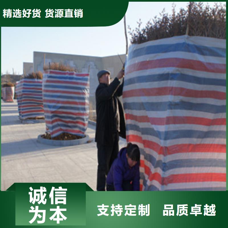 台湾直销55克单覆膜彩条布企业-信誉保障
