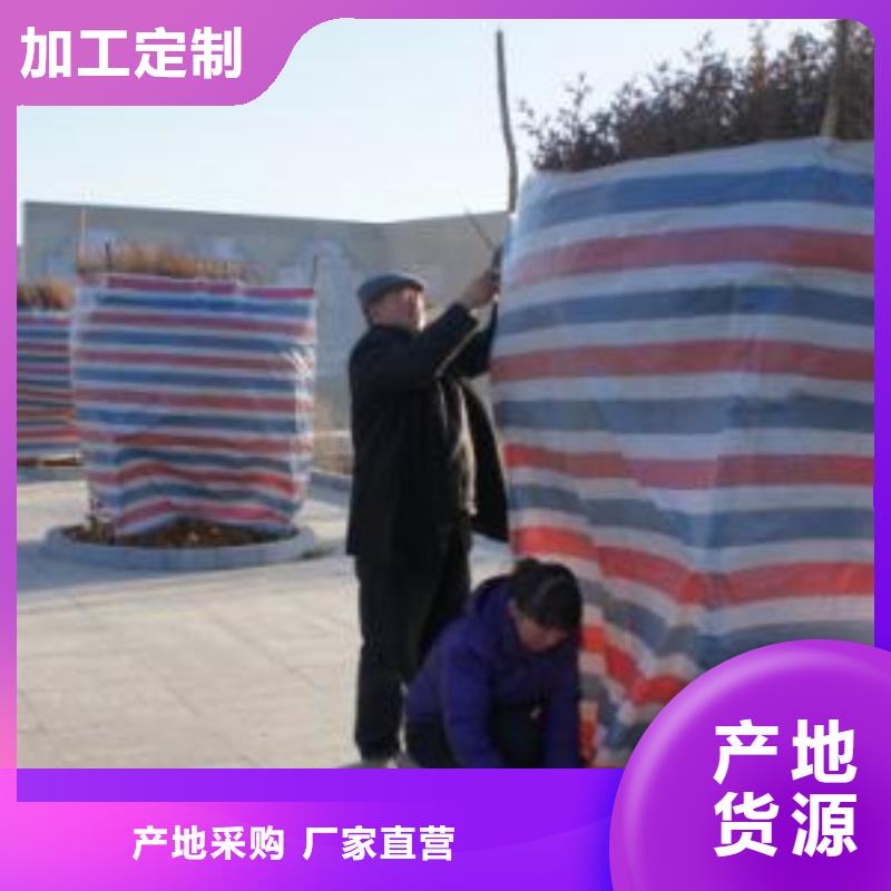有现货的【黑龙江】专注生产N年(利华)55克单覆膜彩条布供货商