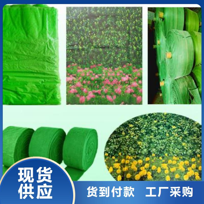 單膜纏樹帶