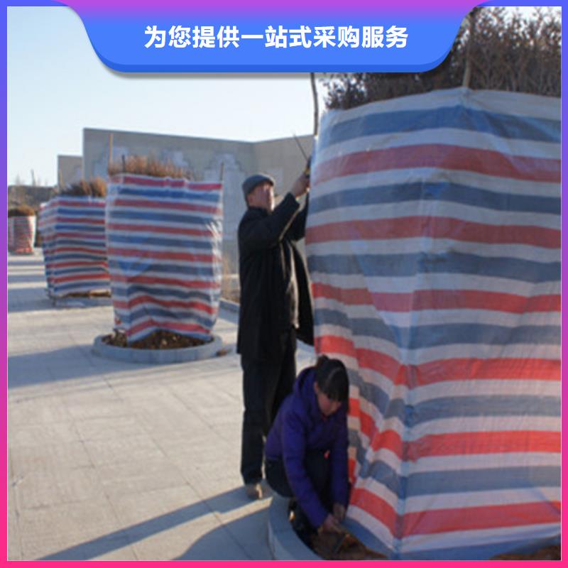 广州批发pe加厚彩条布厂家服务热线