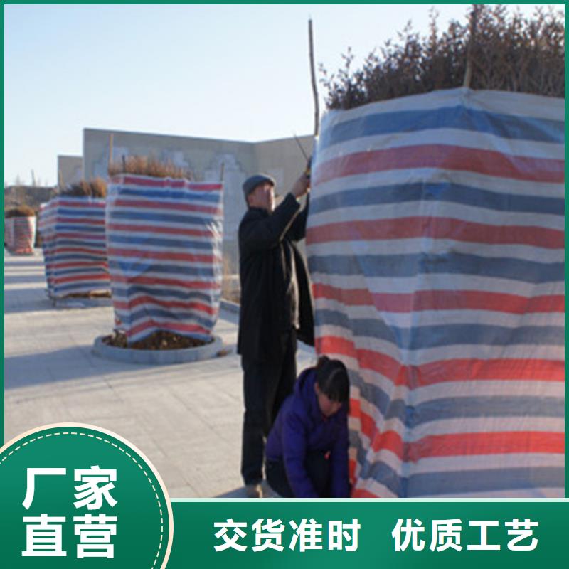 北京购买50g单覆膜一次性彩条布