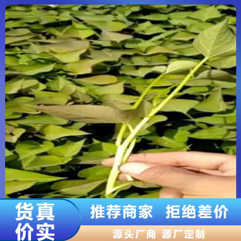 紫薯苗厂家现货直发