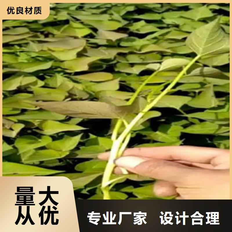 紫薯苗大量现货