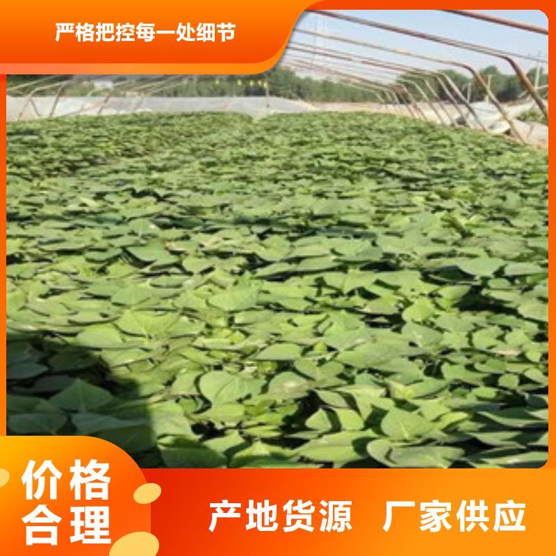 紫薯苗排行