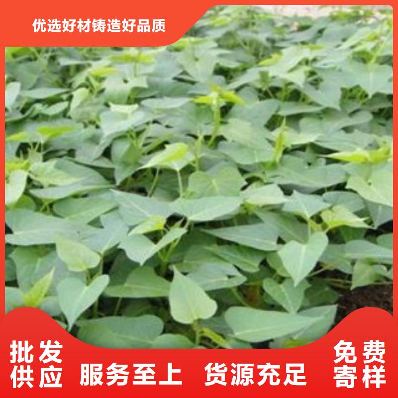 现货供应紫薯苗_品牌厂家