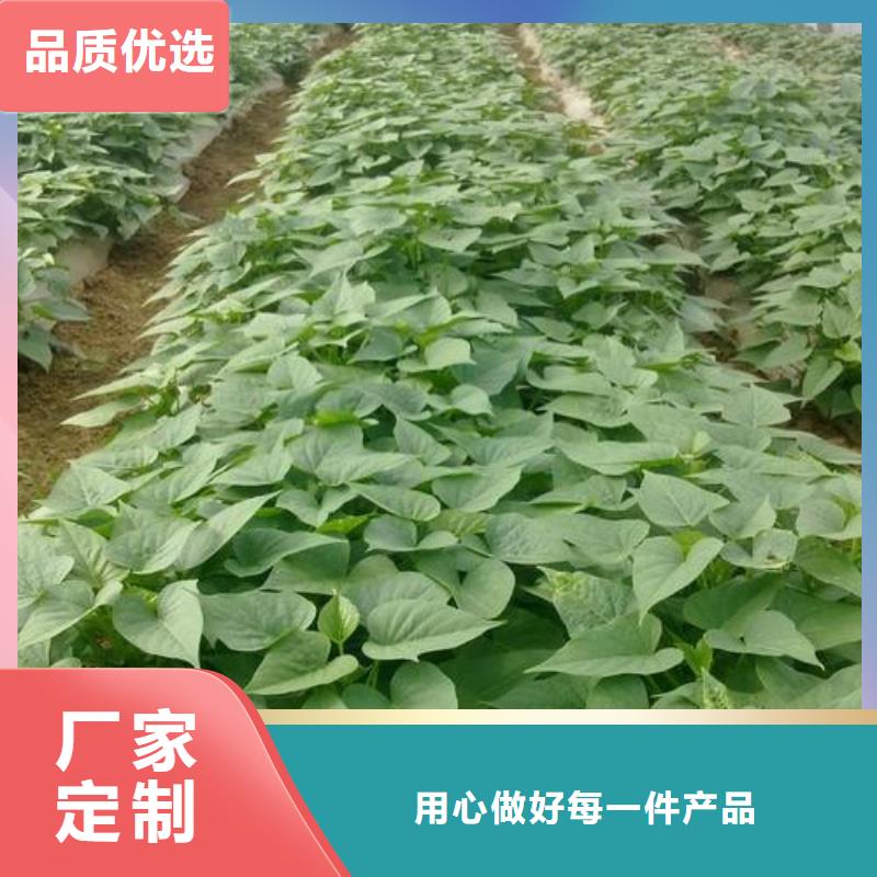 紫薯苗可靠优惠