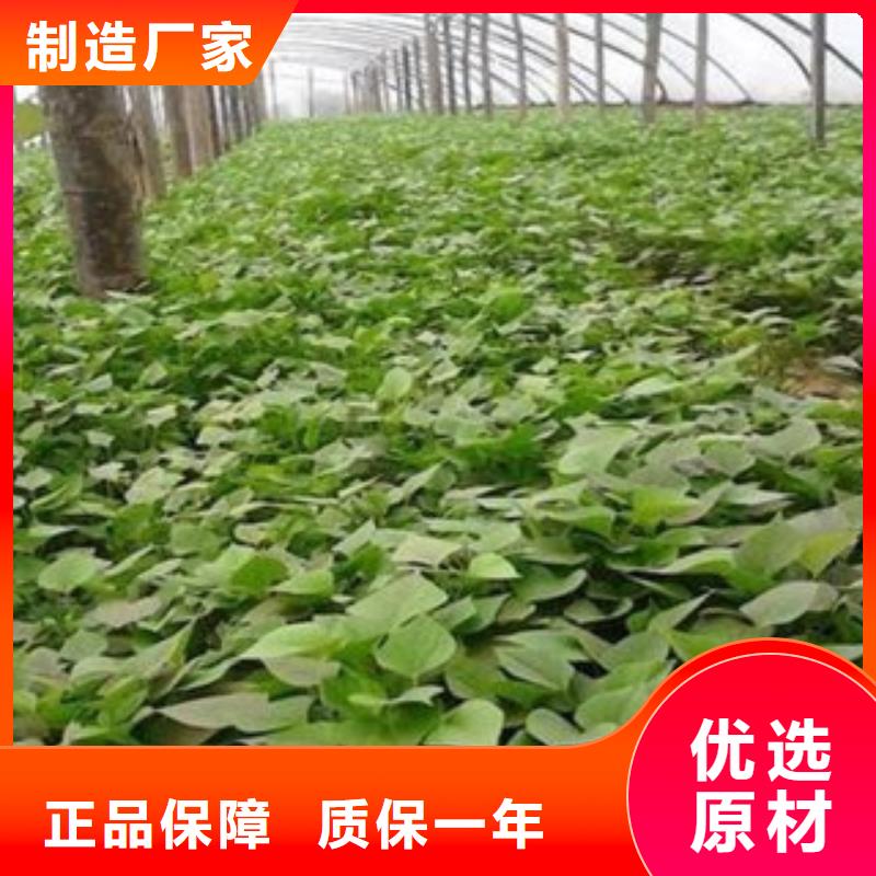 紫薯苗、紫薯苗供应商