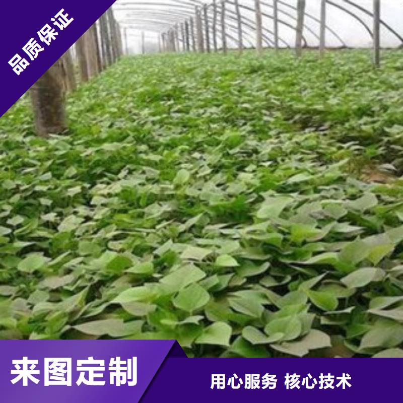 现货供应紫薯苗的厂家