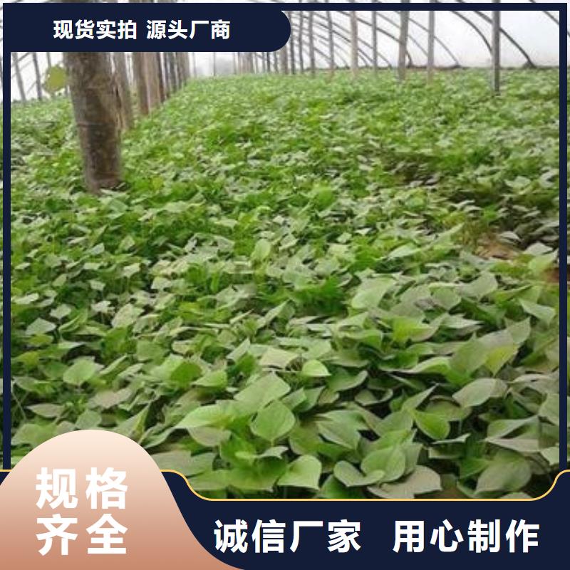 紫薯苗常规型号大量现货