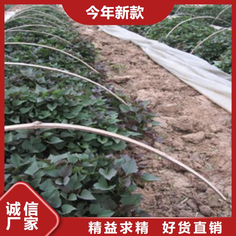 常年供应紫薯苗-大型厂家