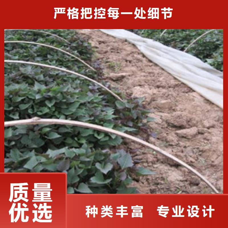紫薯苗施工队伍