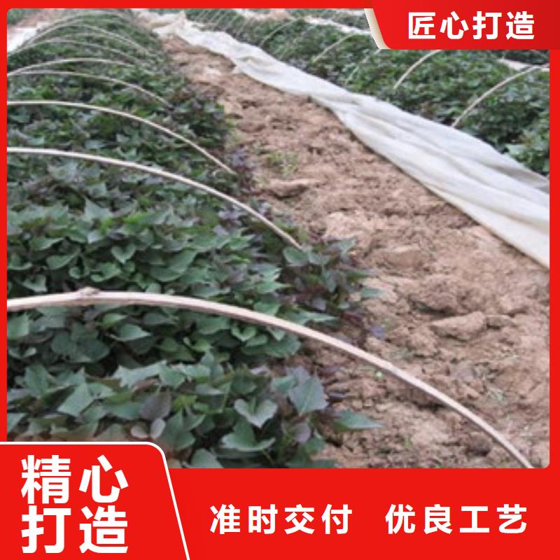 欢迎-紫薯苗
