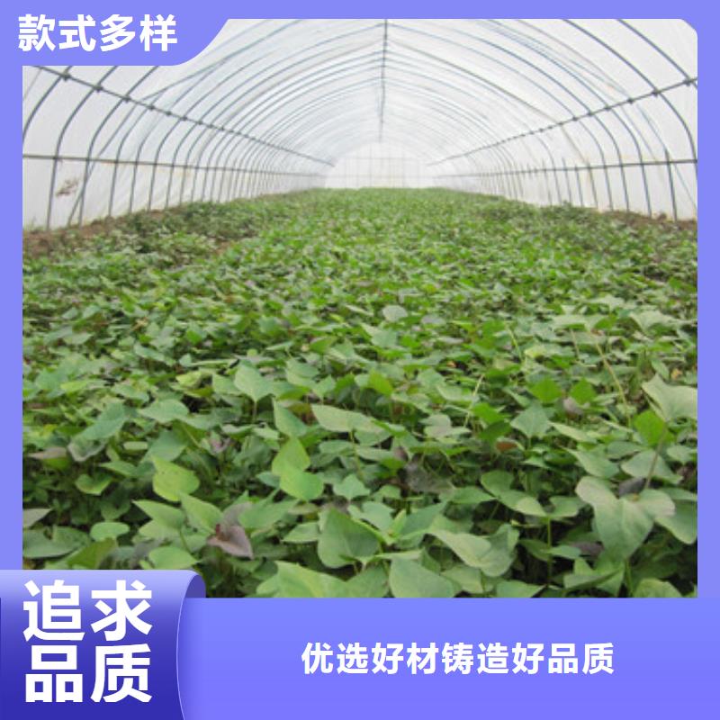 紫薯苗可靠优惠