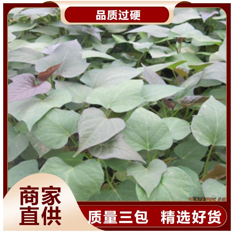 紫薯苗-紫薯苗价格低