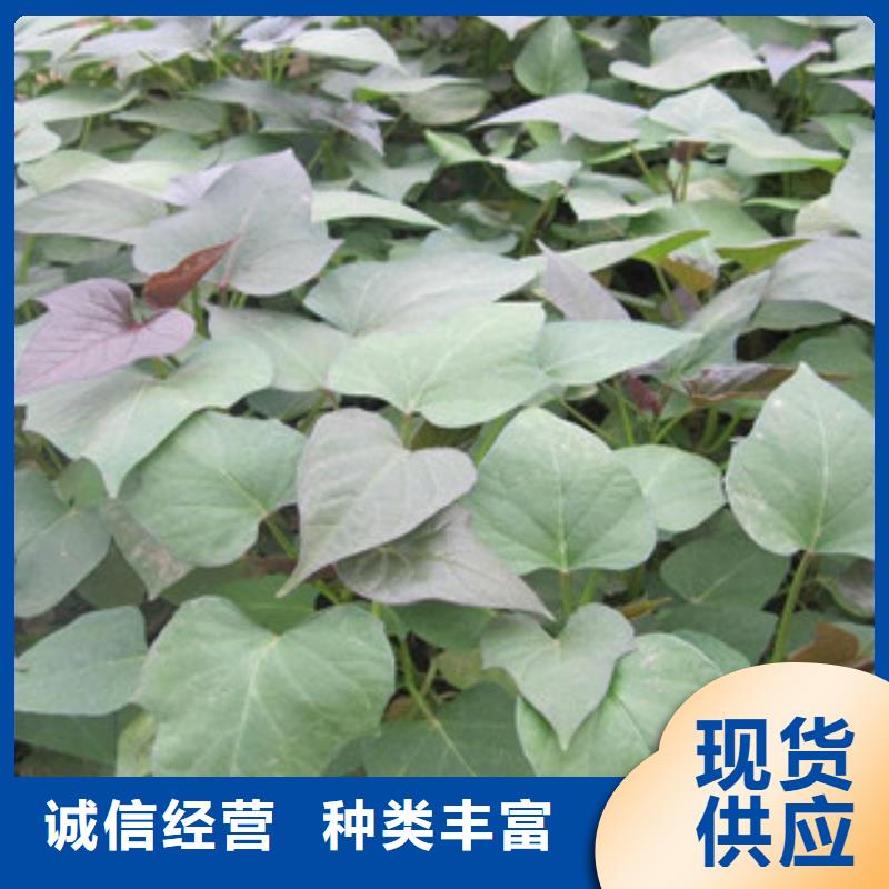 买紫薯苗必看-高性价比