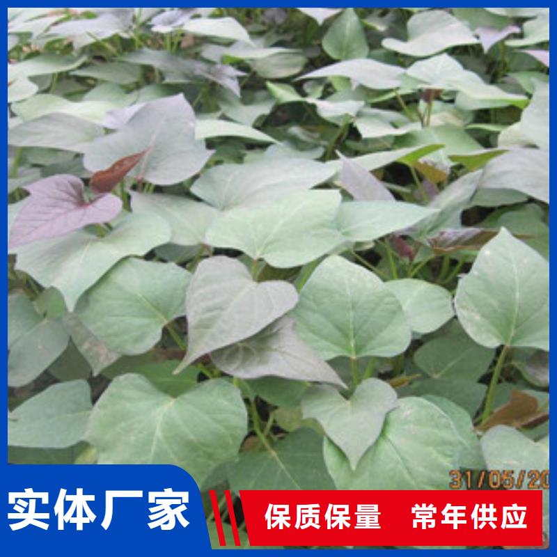 紫薯苗能满足您的需求