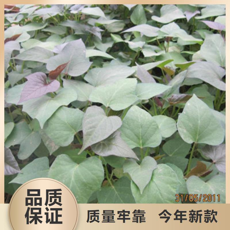 紫薯苗企业-让您放心