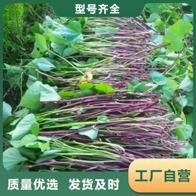 支持定制的紫薯苗生产厂家