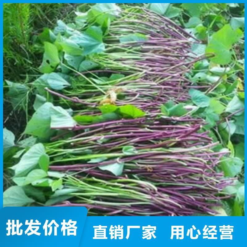 紫薯苗施工队伍