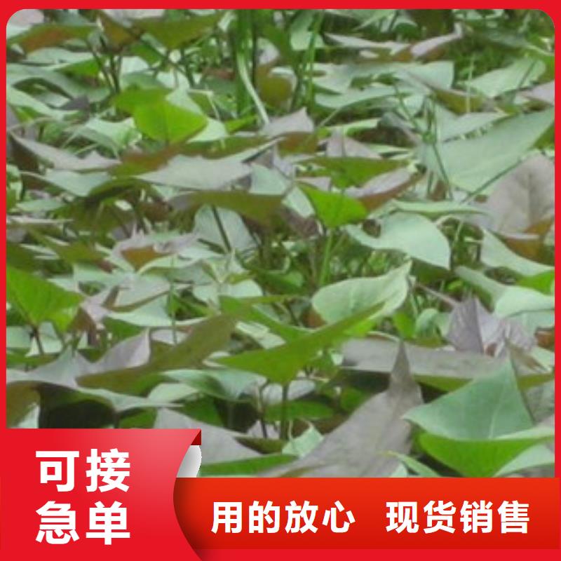 紫薯苗-联系方式