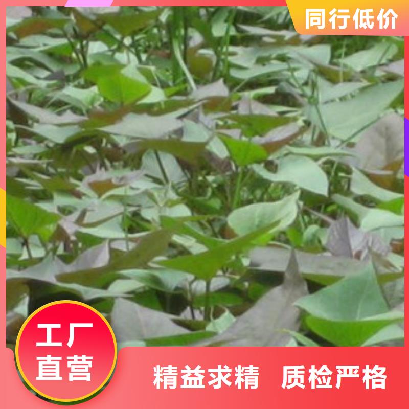 紫薯苗广受好评