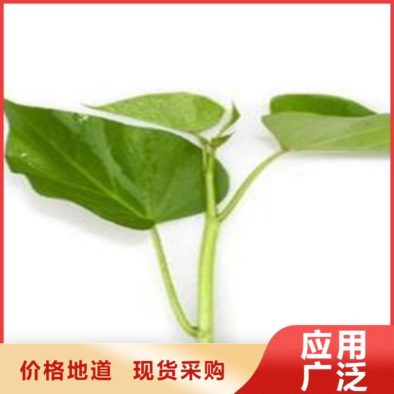 紫薯苗实力商家