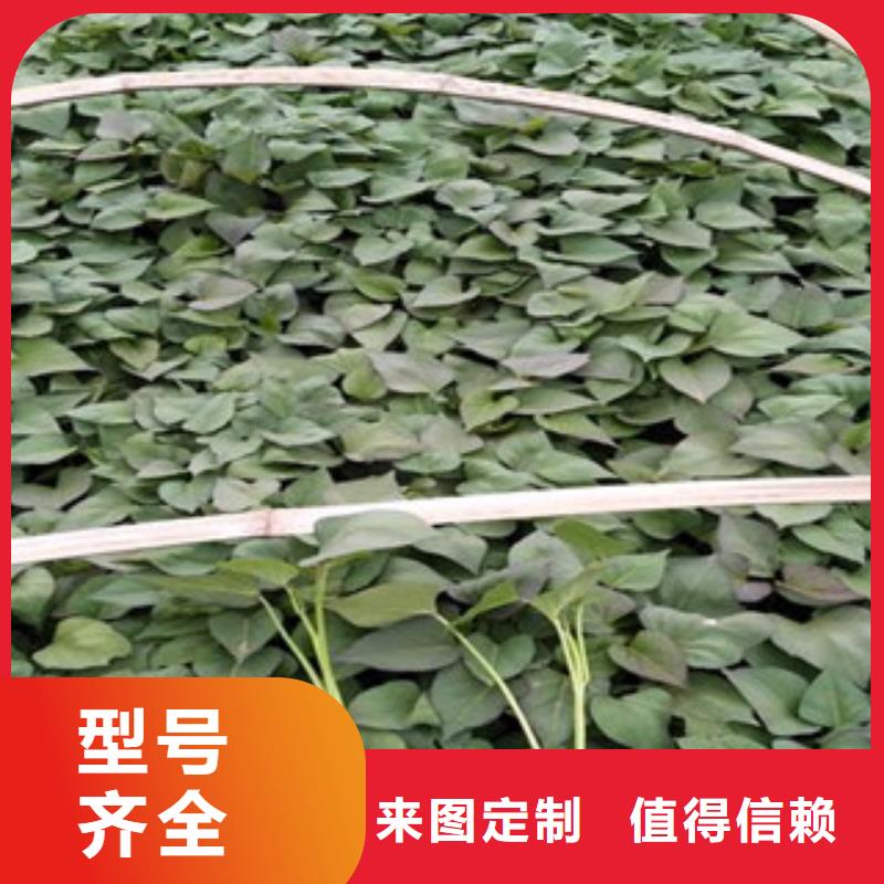 紫薯苗近行情