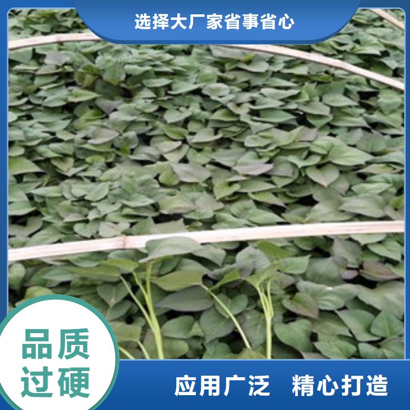 规格全的紫薯苗实体厂家