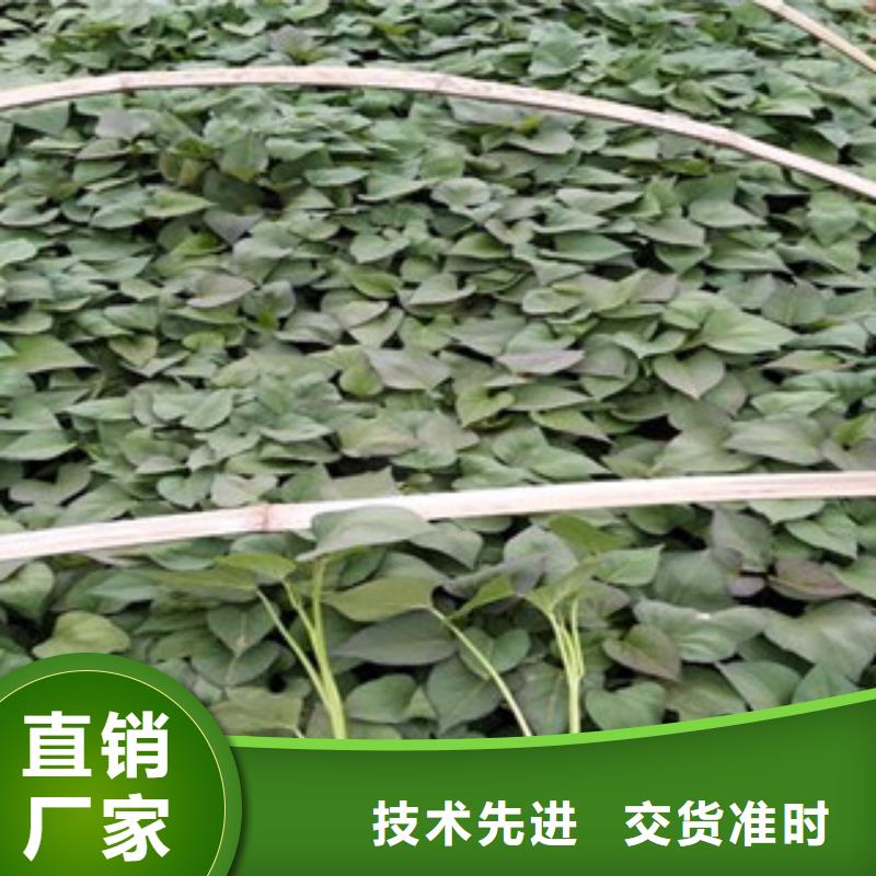 现货供应紫薯苗_品牌厂家