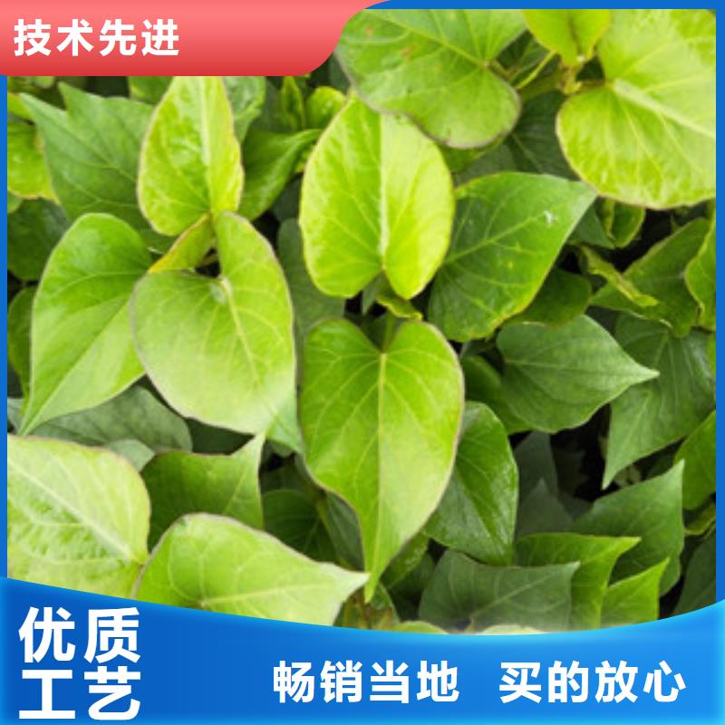 紫薯苗供货及时