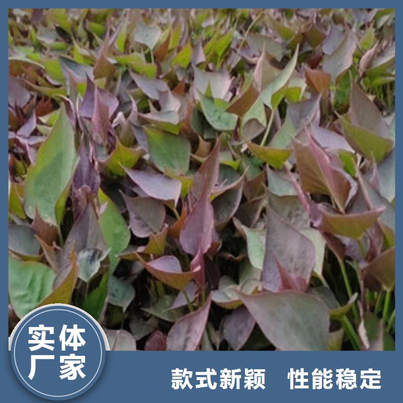 常年供应紫薯苗-大型厂家