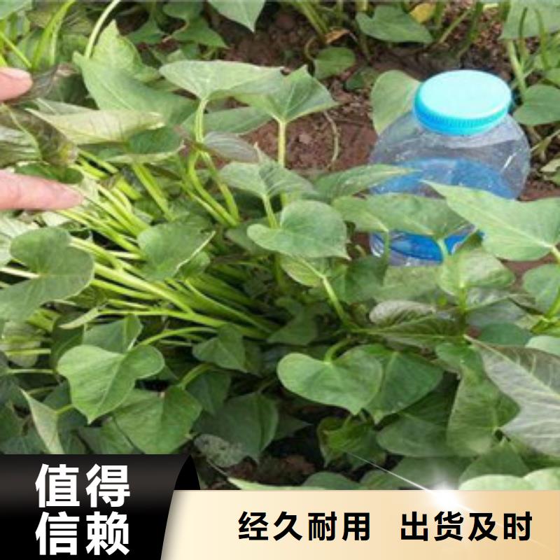 支持定制的紫薯苗生产厂家