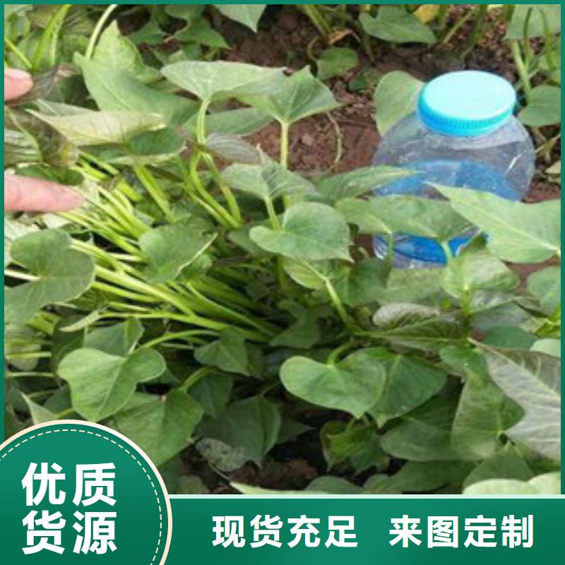 紫薯苗供货及时