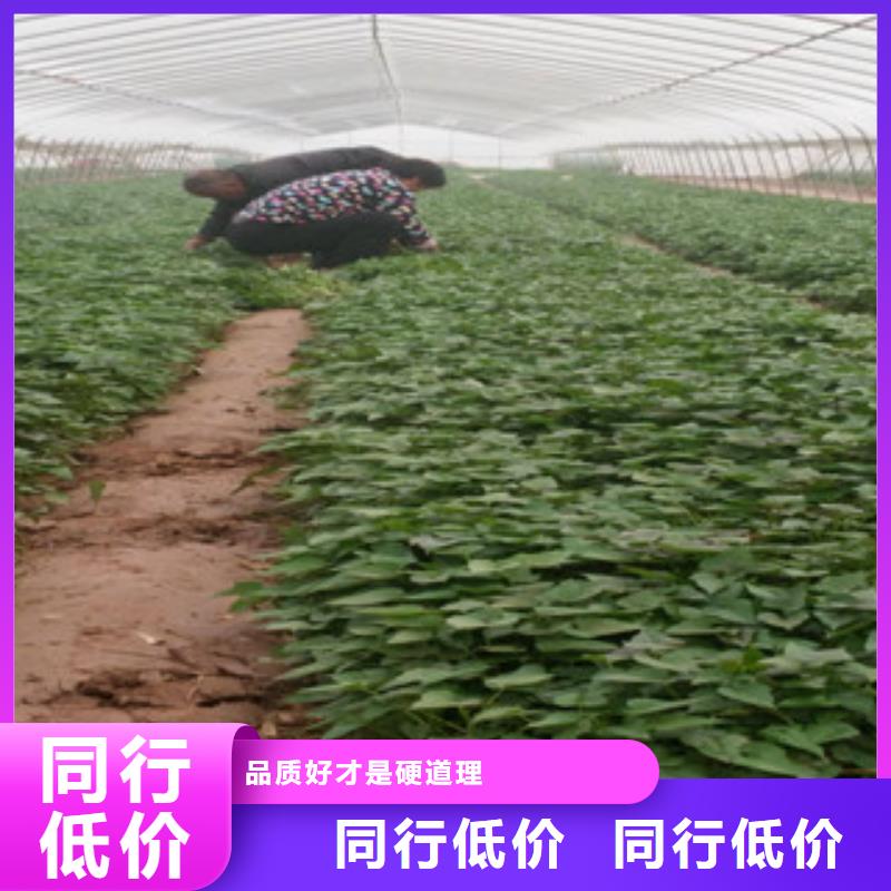 紫薯苗购买认准实力厂家