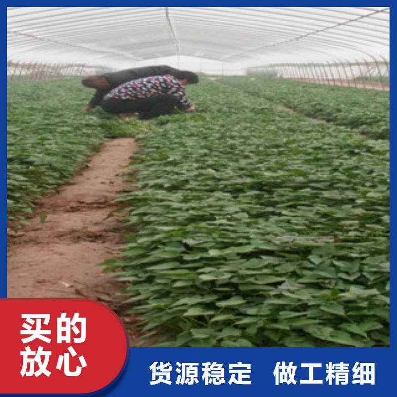 紫薯苗广受好评