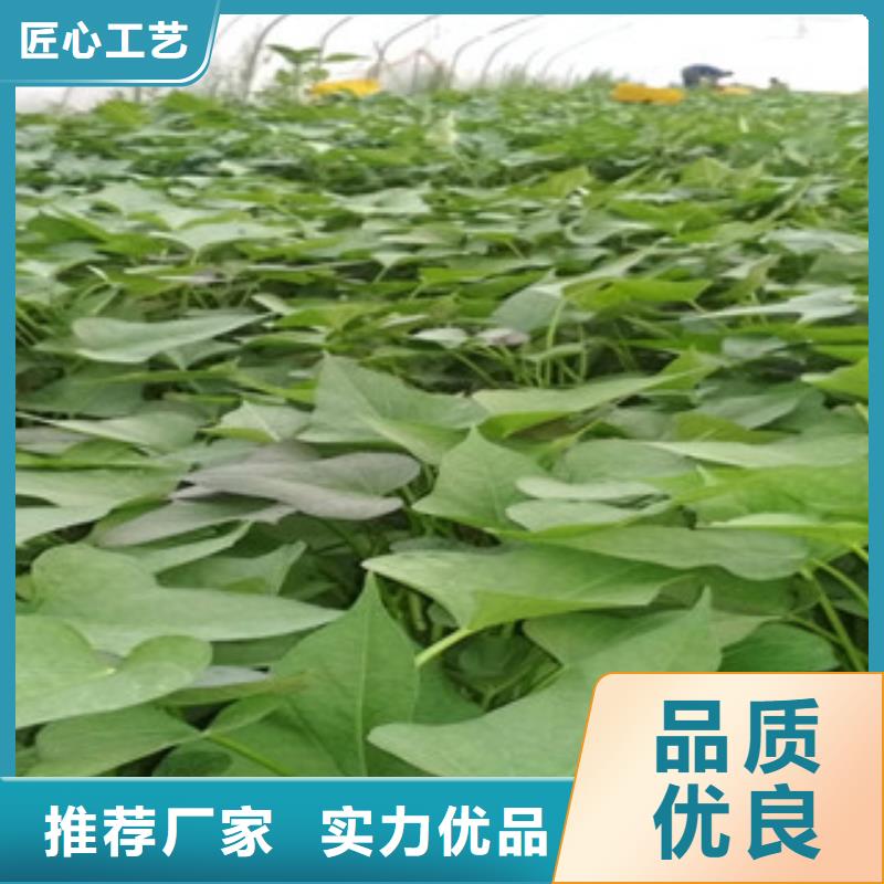 紫薯苗生产厂家_厂家直销