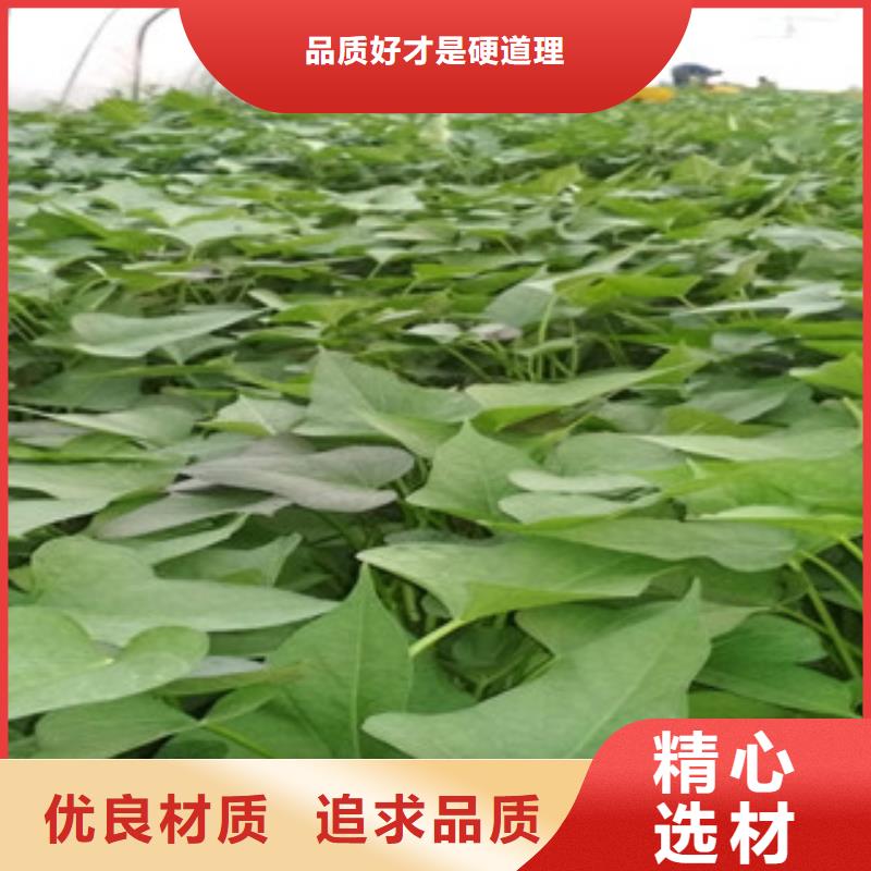 紫薯苗-联系方式