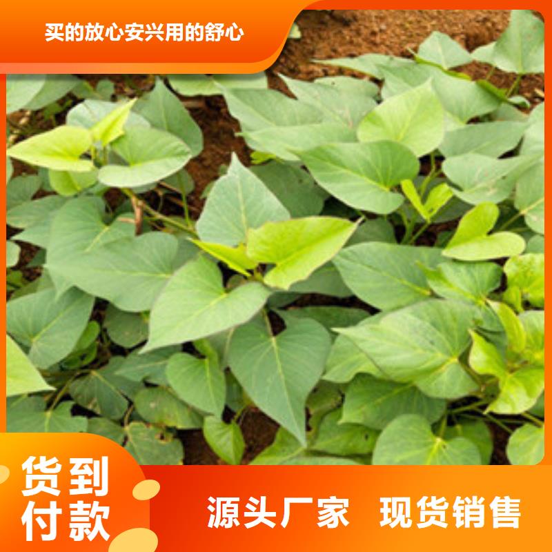 价格行情:紫薯苗