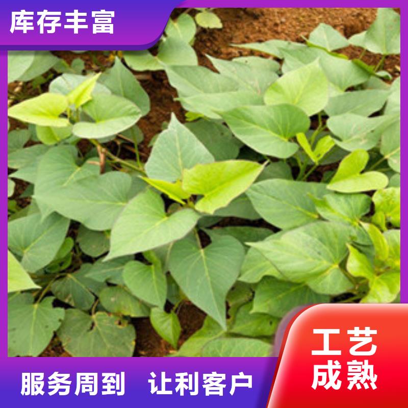 紫薯苗企业-让您放心