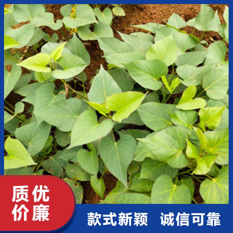 紫薯苗_紫薯苗厂家