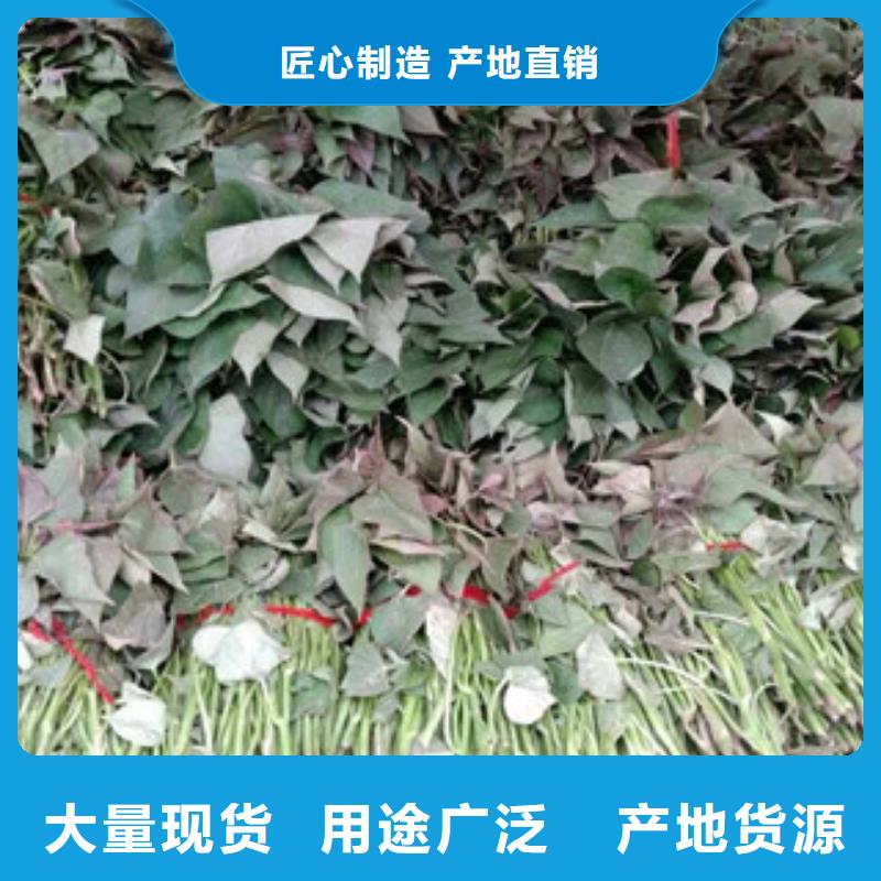 紫薯苗在哪里买