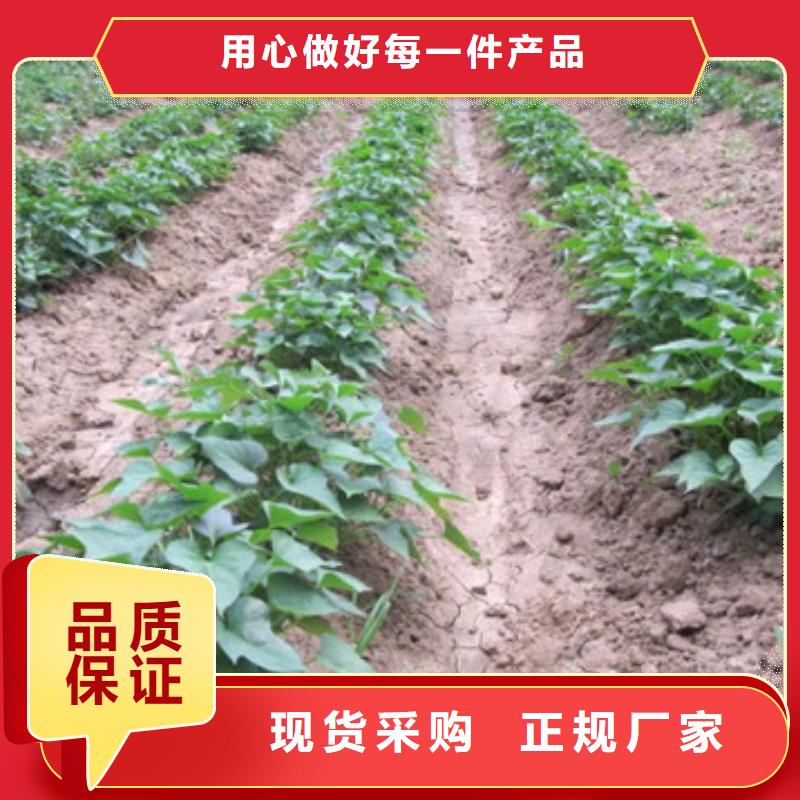 紫薯苗-紫薯苗价格低