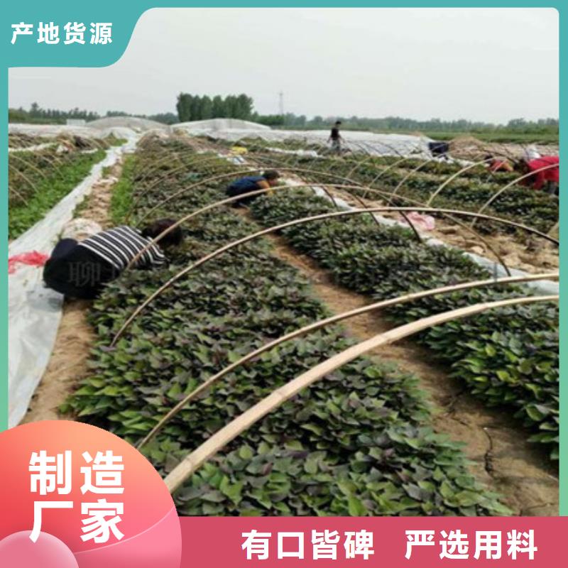 紫薯苗经验丰富